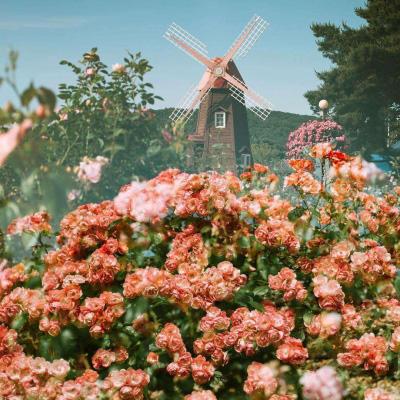 ku体育app官网版下载